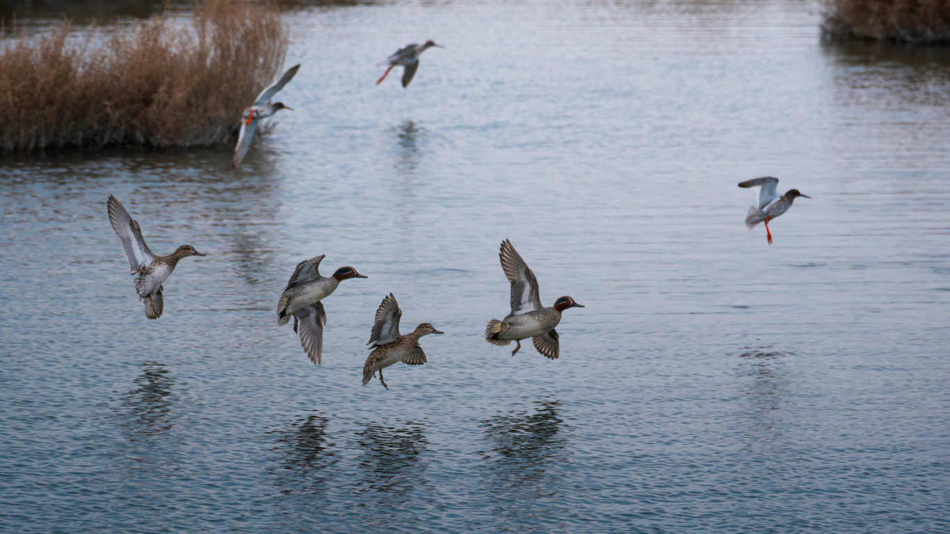 Duck Hunting Gear