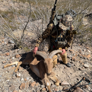 Hunter with a dead ram in a desert landscape