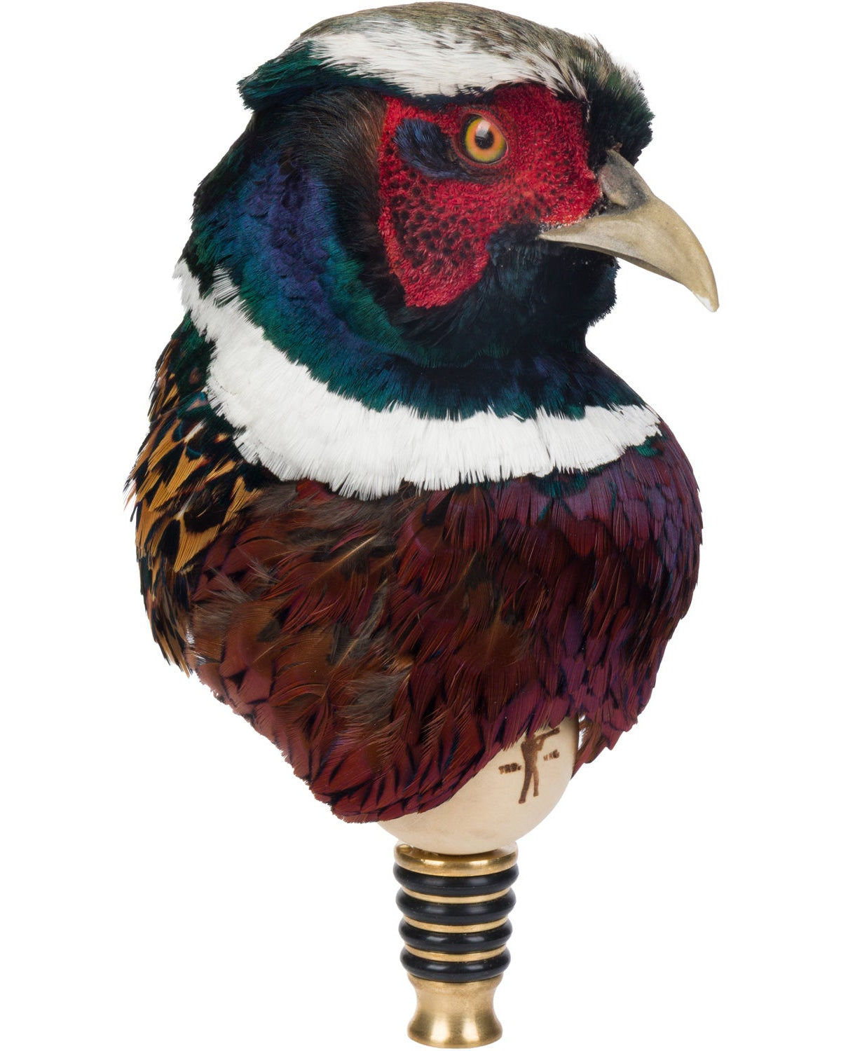 Colorful pheasant head taxidermy on a white background