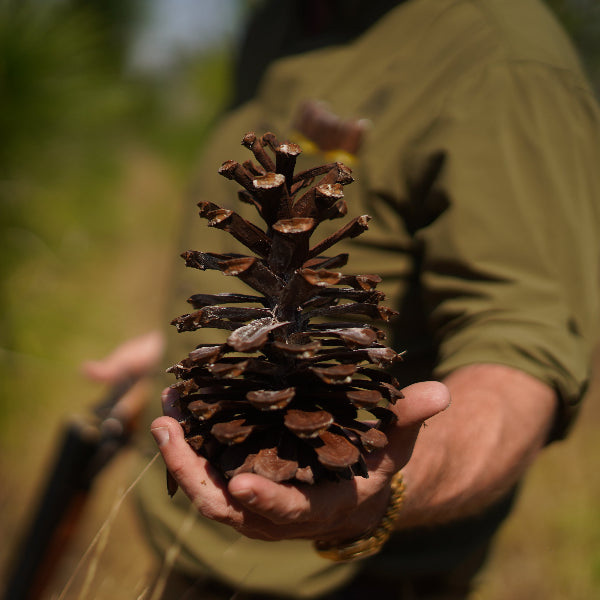Person holding a pine cone in a natural setting