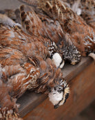 Georgia Quail Hunt Signature Expedition February 25th-28th, 2022 - Ball and Buck